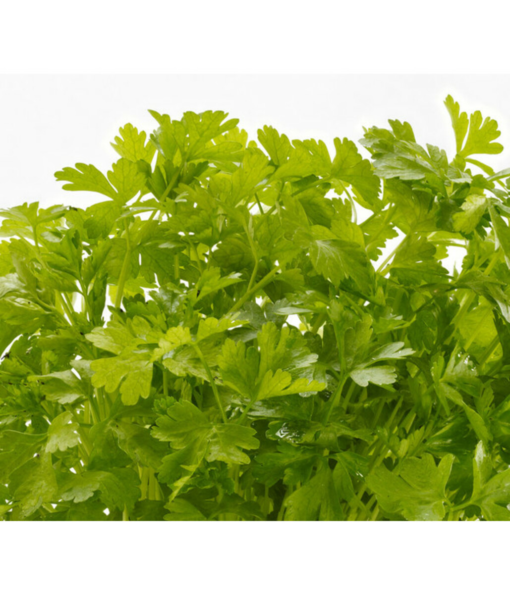 Bild 3 von Bioland Petersilie, glatt