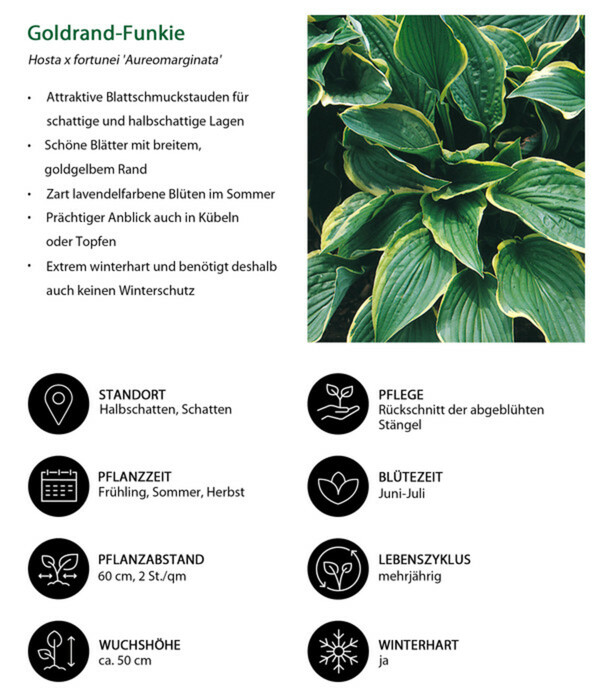 Bild 3 von Goldrandfunkie - Goldrand-Hosta 'Aureomarginata'