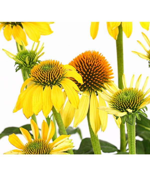 GartenScheinsonnenhut 'Cheyenne Spirit' von Dehner ansehen!