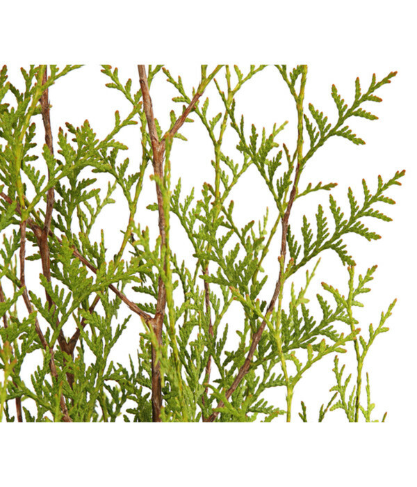 Bild 3 von 3 Meter Lebensbaum 'Brabant', 6 x ca. 150-175 cm