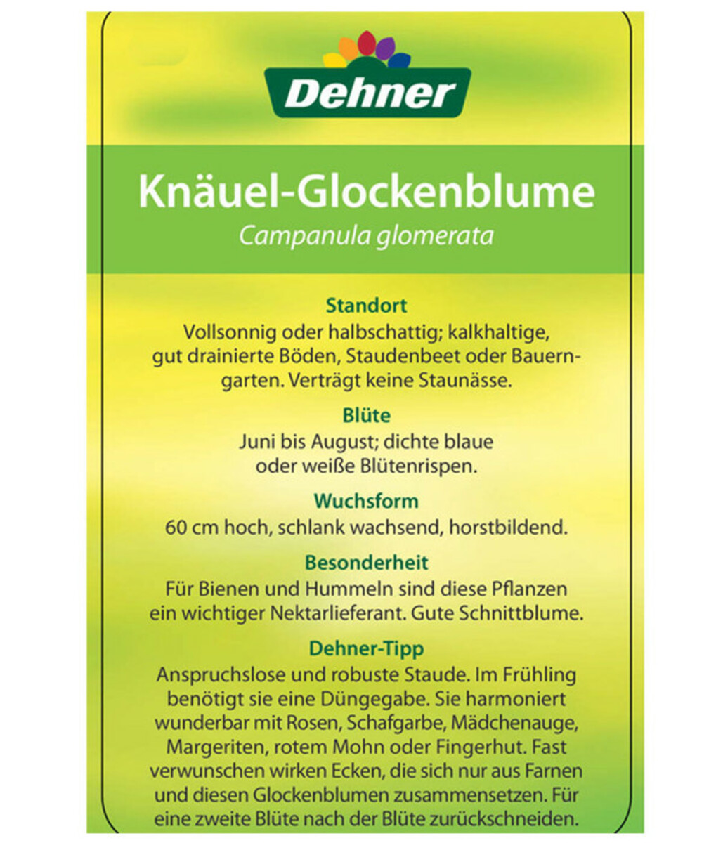 Bild 3 von Knäuel-Glockenblume