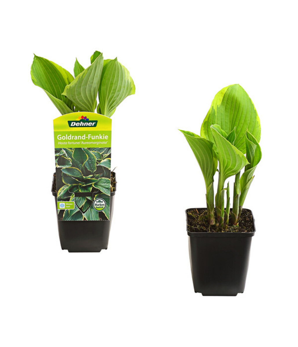 Bild 1 von Goldrandfunkie - Goldrand-Hosta 'Aureomarginata'