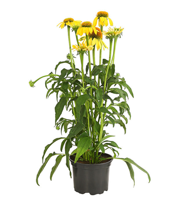 GartenScheinsonnenhut 'Cheyenne Spirit' von Dehner ansehen!