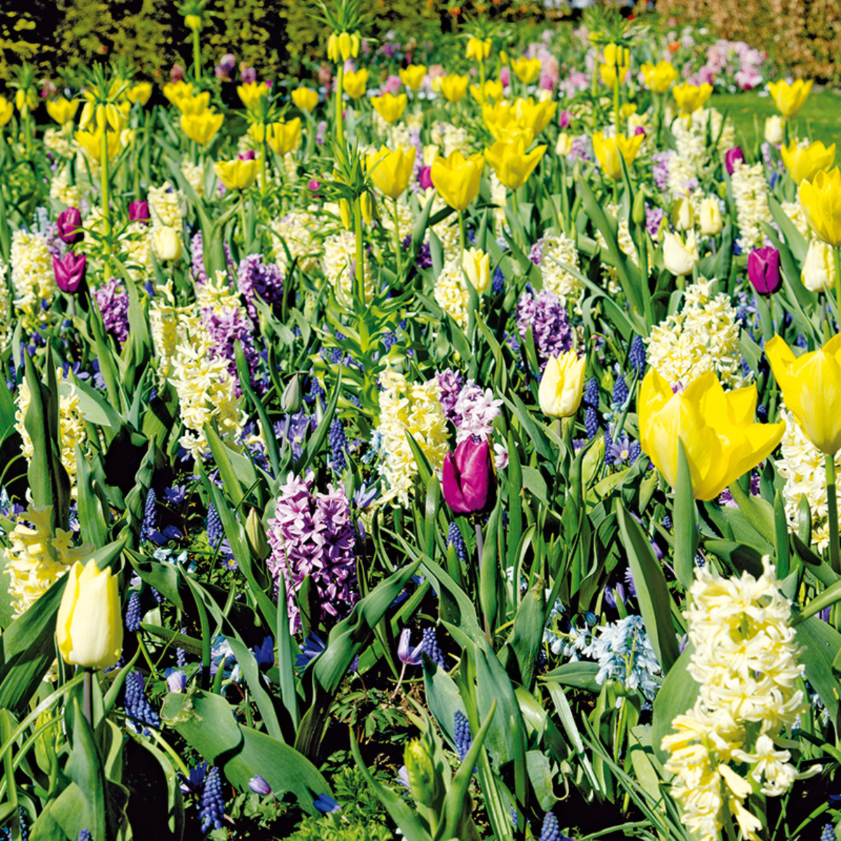 Bild 4 von Finest Garden Blumenzwiebeln
