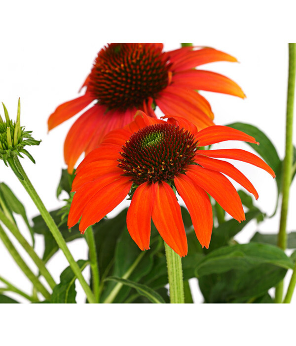 GartenScheinsonnenhut 'Cheyenne Spirit' von Dehner ansehen!