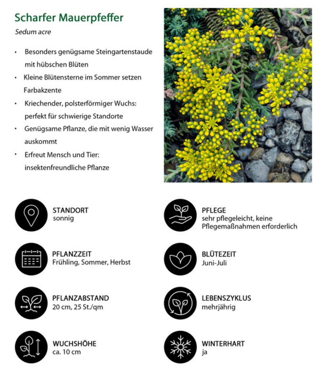 Bild 3 von Scharfer Mauerpfeffer
