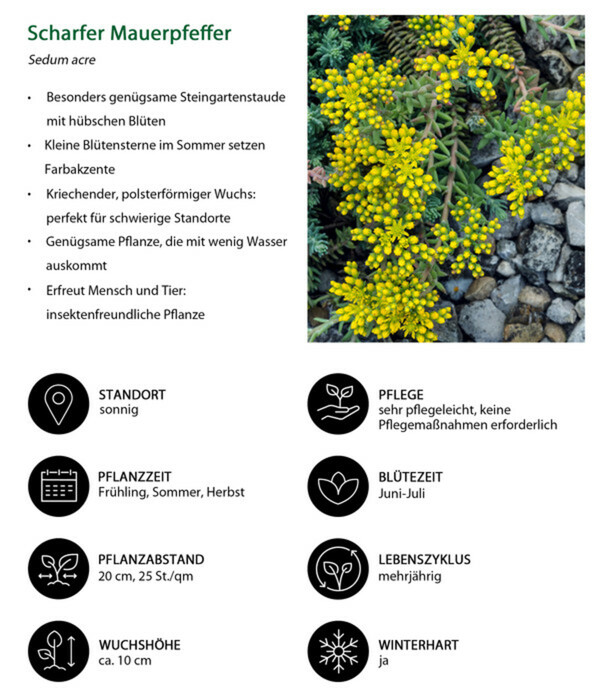 Bild 3 von Scharfer Mauerpfeffer