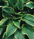 Bild 2 von Goldrandfunkie - Goldrand-Hosta 'Aureomarginata'