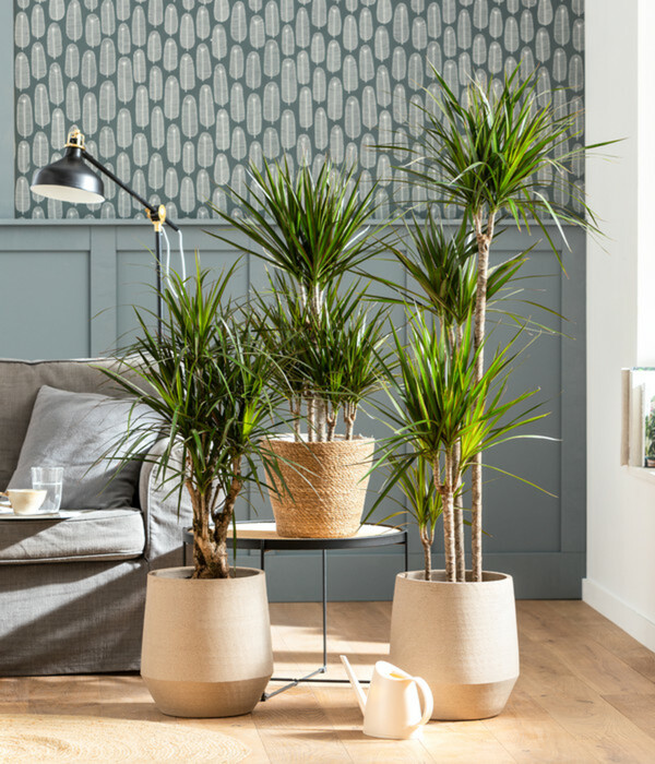 Bild 2 von Dehner Keramik-Übertopf Humus, bauchig, beige