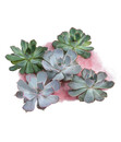 Bild 1 von Echeverien-Set - Echeveria, 5-teilig, verschiedene Sorten