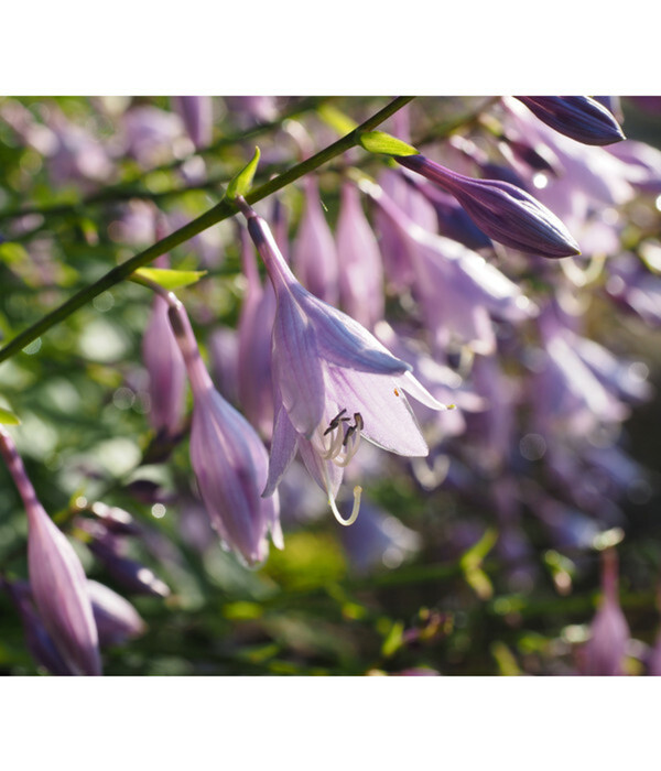 Bild 4 von Goldrandfunkie - Goldrand-Hosta 'Aureomarginata'