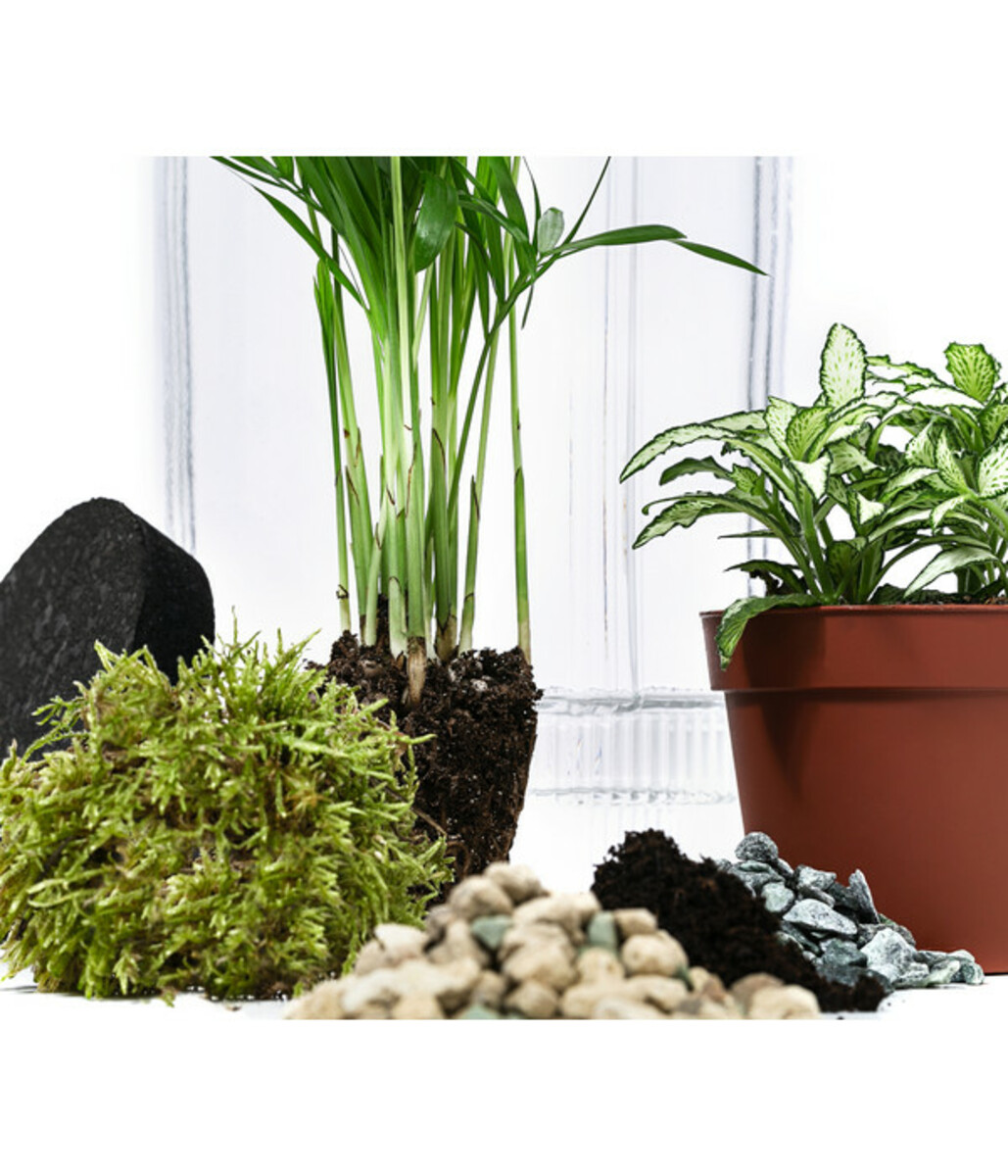 Bild 3 von Flaschengarten DIY-Set Kleiner Regenwald, 7-teilig, ca. Ø16/H27 cm