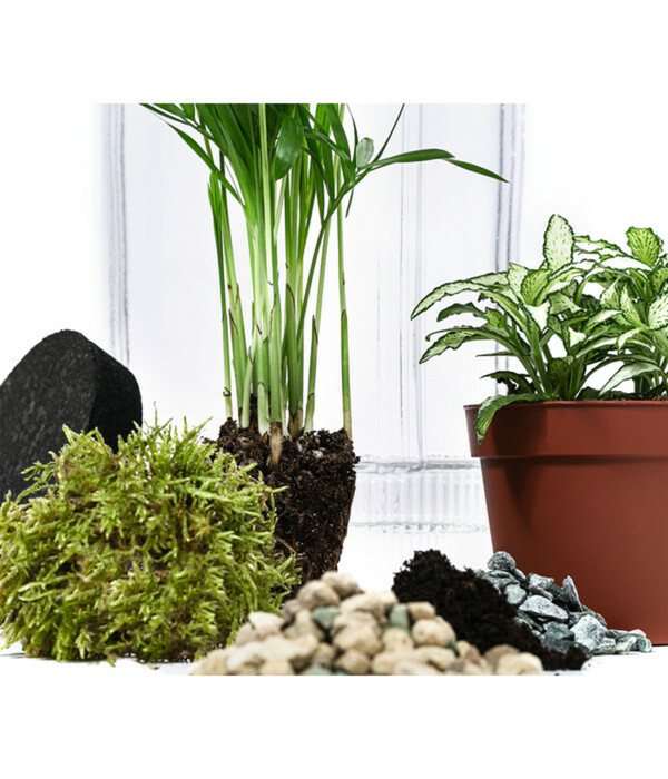 Bild 3 von Flaschengarten DIY-Set Kleiner Regenwald, 7-teilig, ca. Ø16/H27 cm