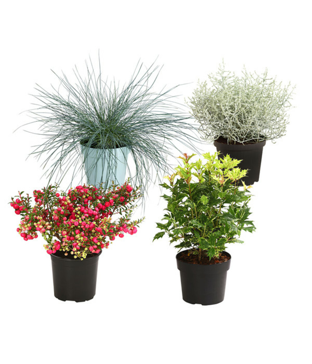 Bild 1 von Grabpflanzen-Set Lichtblick, 4-teilig