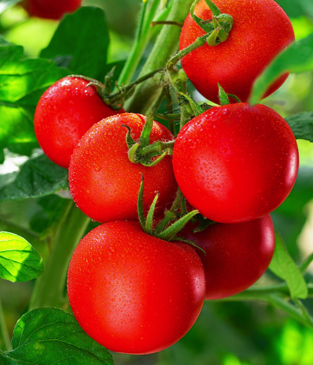 Bild 3 von Resistente Tomate, rundfruchtig