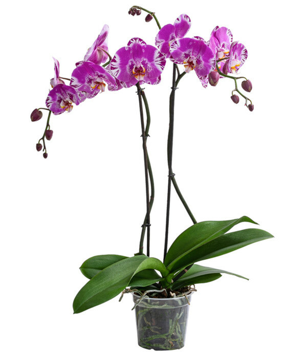 Bild 1 von Schmetterlingsorchidee - Phalaenopsis cultivars 'Victorio'