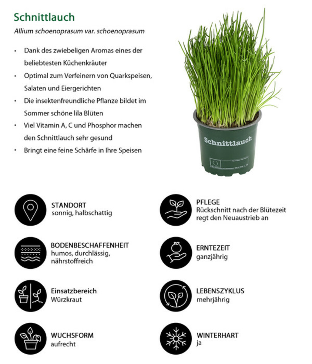 Bild 3 von Schnittlauch