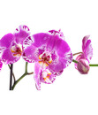 Bild 2 von Schmetterlingsorchidee - Phalaenopsis cultivars 'Victorio'