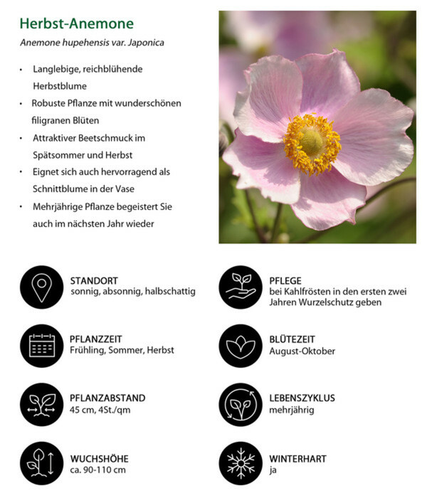 Bild 3 von Herbst-Anemone, rosa