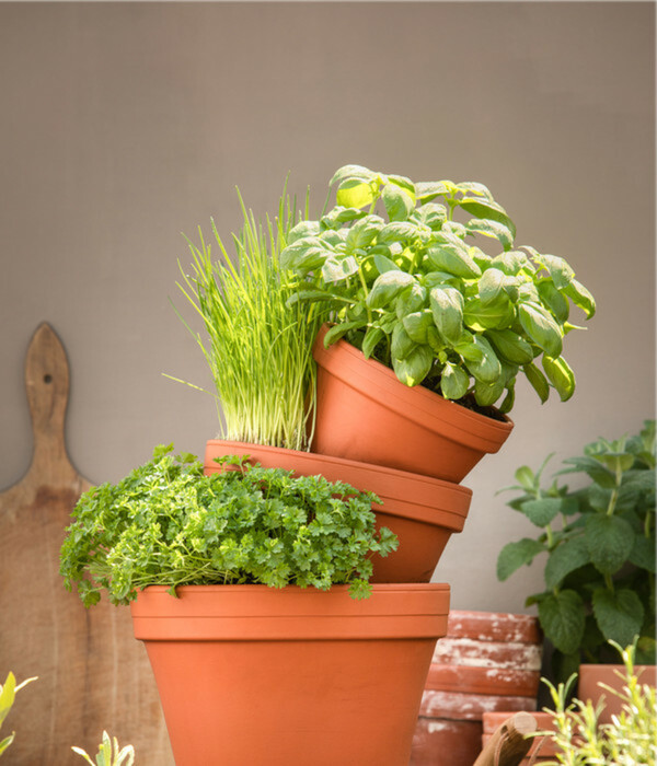 Bild 2 von Bioland Petersilie, glatt