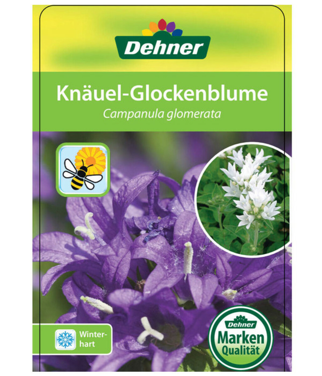 Bild 2 von Knäuel-Glockenblume