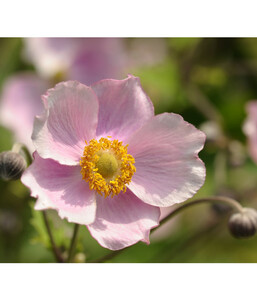 Herbst-Anemone, rosa