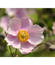 Bild 1 von Herbst-Anemone, rosa