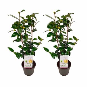 ROOTZ PLANTS japanische Rosen Brushfield yellow Topfgröße Ø 15cm 2 Pflanzen