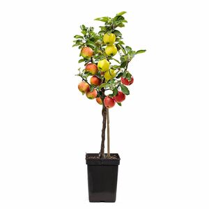 ROOTZ PLANTS 3in1-Apfelbaum Topfgröße Ø 17cm 1 Pflanze