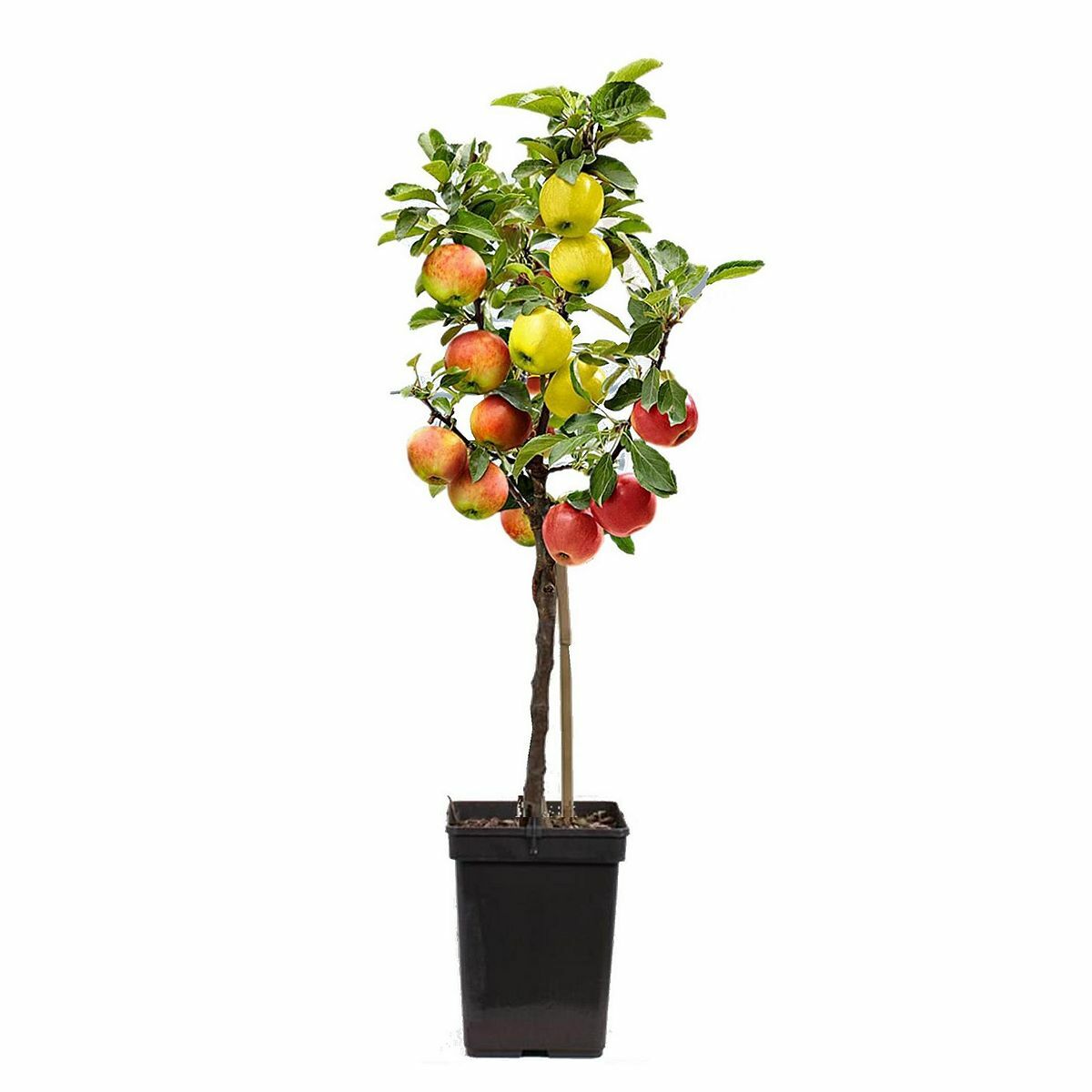 Bild 1 von ROOTZ PLANTS 3in1-Apfelbaum Topfgröße Ø 17cm 1 Pflanze