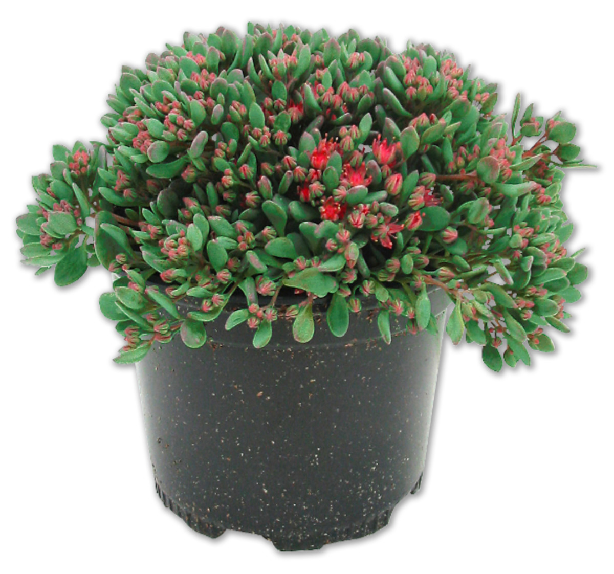 Bild 1 von Felsen-Fettblatt*