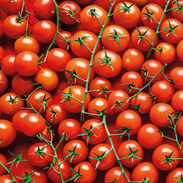 Bild 2 von Ernte Krone Fresh Premium Kirschtmaten an der Rispe