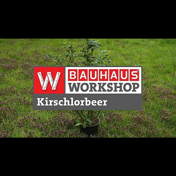 Bild 3 von Piardino Kirschlorbeer