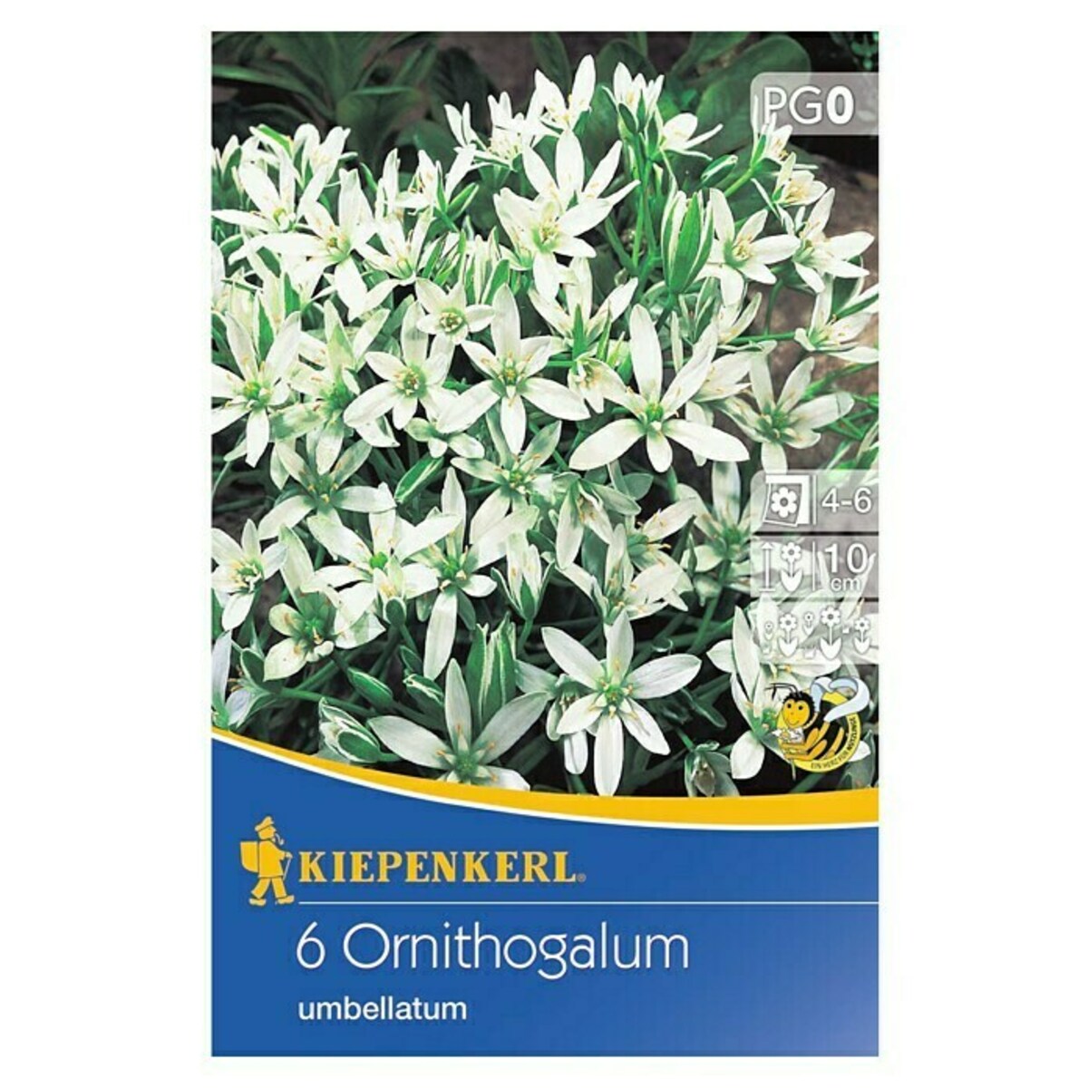 Bild 1 von Kiepenkerl Sommerblumenzwiebeln Milchstern