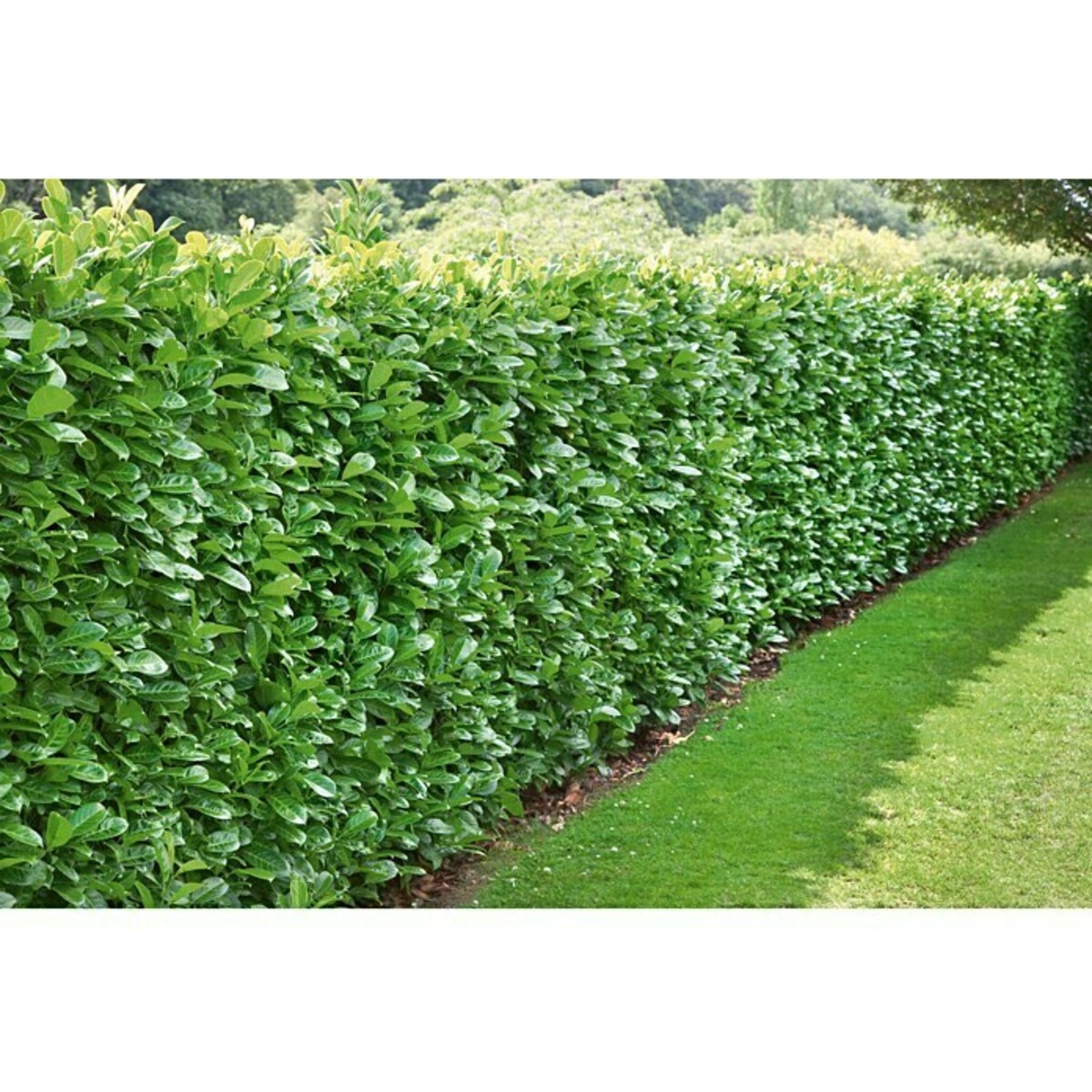 Bild 2 von Piardino Kirschlorbeer