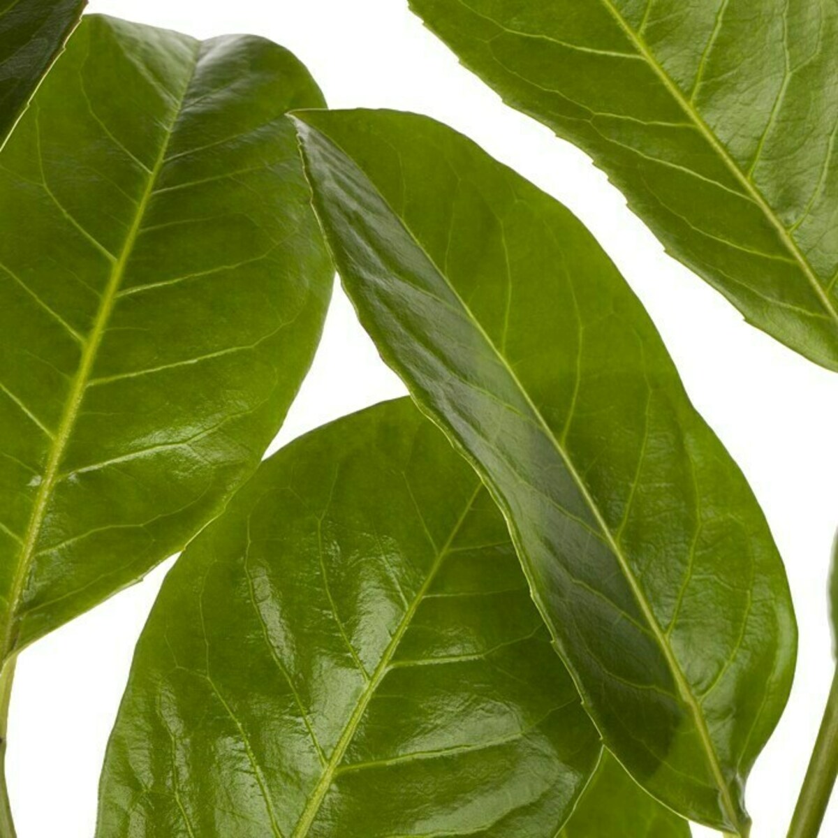 Bild 1 von Piardino Kirschlorbeer