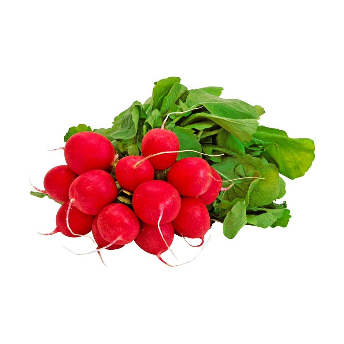 Bild 1 von RADIESCHEN  Deutschland, Kl. I, je Bund