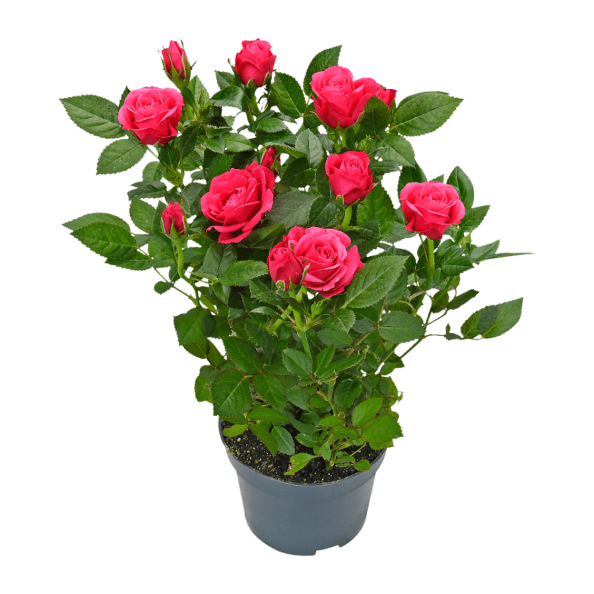 Bild 3 von GARDENLINE Topfrose