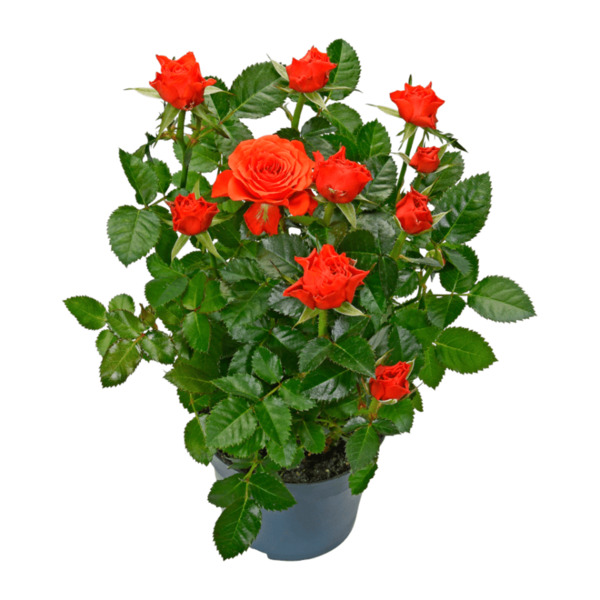 Bild 2 von GARDENLINE Topfrose