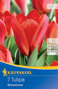 Kiepenkerl Blumenzwiebel Kaufmanniana-Tulpe Showwinner, 7 Stück