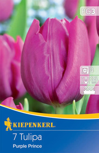 Kiepenkerl Blumenzwiebel Einfache frühe Tulpe Purple Prince