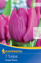 Bild 1 von Kiepenkerl Blumenzwiebel Einfache frühe Tulpe Purple Prince