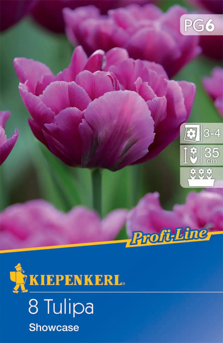 Bild 1 von Kiepenkerl Blumenzwiebel Profi-Line Gefüllte frühe Tulpe Showcase, 8 Stück