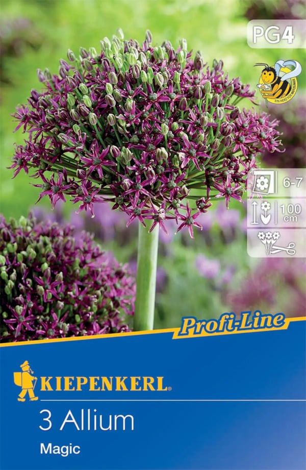 Bild 1 von Kiepenkerl Blumenzwiebel Profi-Line Zierlauch Magic, 3 Stück