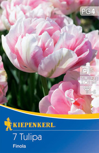 Kiepenkerl Blumenzwiebel Gefüllte späte Tulpe Finola, 7 Stück