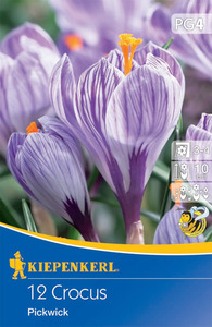 Kiepenkerl Blumenzwiebel Großblumiger Krokus Pickwick, 12 Stück