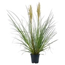 Bild 1 von GARDENLINE XXL-Pampasgras