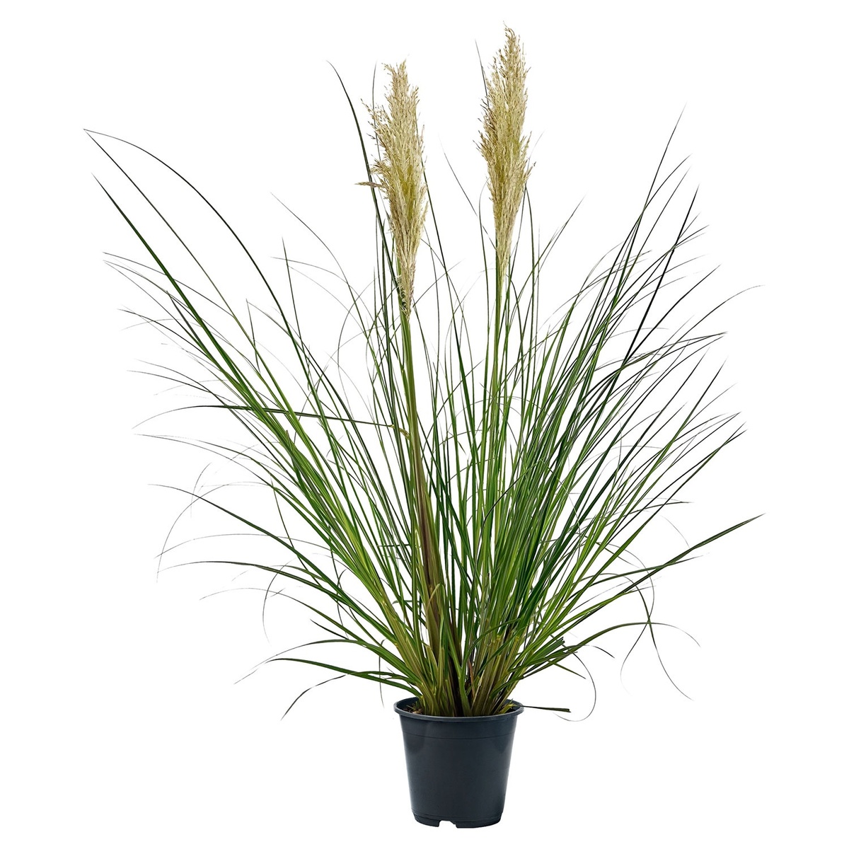 Bild 1 von GARDENLINE XXL-Pampasgras