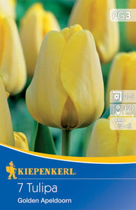 Kiepenkerl Blumenzwiebel Darwin-Hybrid-Tulpe Golden Apeldoorn, 7 Stück