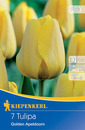 Bild 1 von Kiepenkerl Blumenzwiebel Darwin-Hybrid-Tulpe Golden Apeldoorn, 7 Stück